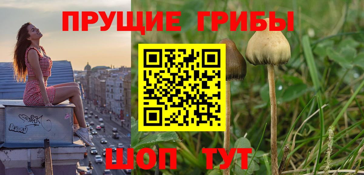 Галлюциногенные грибы Psilocybe Костомукша
